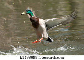Duck landing on water Duck landing on water