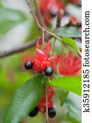 Mickey mouse tree, ochnaceae Mickey mouse tree, ochnaceae