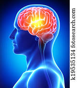 Anatomy of male brain pain Anatomy of male brain pain