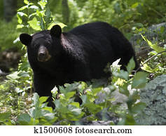 Black Bear Black Bear