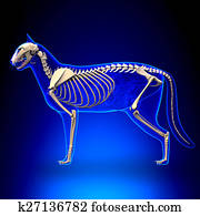 Cat Anatomy Illustrations | Our Top 131 Cat Anatomy Stock Art | Fotosearch