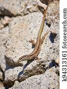 Common wall lizard sunbathing