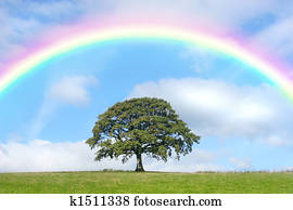 eichbaum, und, regenbogen, schoenheit