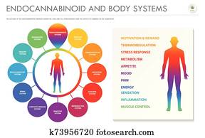 endocannabinoid, ו, גוף, מערכות, אופקי, עסק, infographic