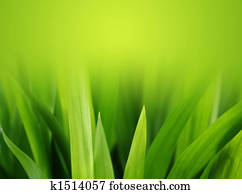 lush green grass lush green grass