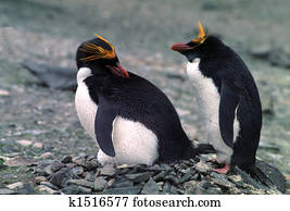 Macaroni Penguin