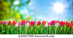 spring tulips flowers