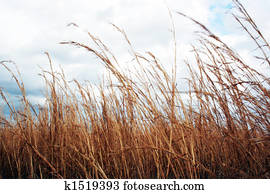 Tall Grass Images  Our Top 1000+ Tall Grass Stock Photos  Fotosearch