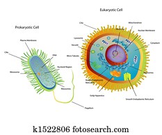 Cells Cells