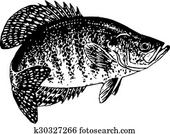 CRAPPIE VECTOR CRAPPIE VECTOR