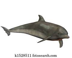 Dolphin Dolphin