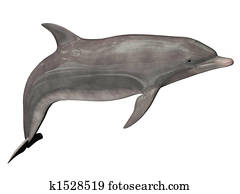 Dolphin isolated on white background Dolphin isolated on white background