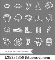 human anatomy human anatomy