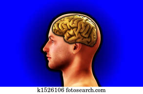 profil, von, mann, mit, gehirn, 19