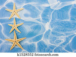 Starfish Border Starfish Border