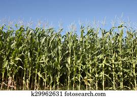 verde, cornfield, sobre, um, céu azul, em, terceira., azores., portugal