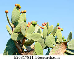Cactus Opuntia with red ripe fruits Cactus Opuntia with red ripe fruits