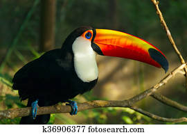Toucan Ramphastos toco is sitting on the branch