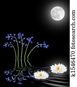 bluebell, loto, lírio, flores