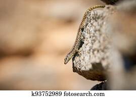 Common wall lizard sunbathing on a rock in the morning