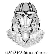 Monkey, baboon, dog-ape, ape wearing biker helmet Animal with motorcycle leather helmet Vintage helmet for bikers Aviator helmet Monkey, baboon, dog-ape, ape wearing biker helmet Animal with motorcycle leather helmet Vintage helmet for bikers Aviator helmet