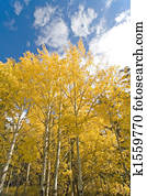 Autumn Fall Colors Autumn Fall Colors