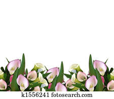 Calla Lilies pink Border Calla Lilies pink Border