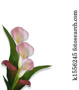 Calla Lilies pink border Calla Lilies pink border