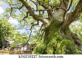 Large camphor tree Picture | k34218234 | Fotosearch