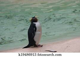 Northern Rockhopper Penguin - Eudyptes moseleyi