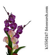 Orchids and Calla Lilies isolated
