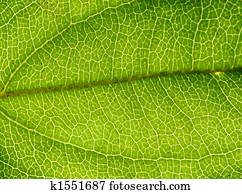 Rainforest Background 2 Rainforest Background 2