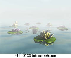 Water lilies Water lilies