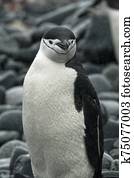 Chinstrap Portrait on Boulders