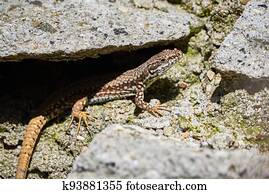 Common wall lizard sunbathing on a rock in the morning