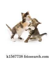 Kittens Kittens
