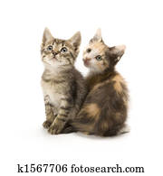 Kittens Kittens