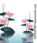 lotus background lotus background