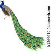 Peacock Peacock
