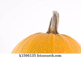 Pumpkin Pumpkin