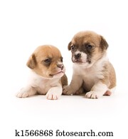 Puppies Puppies