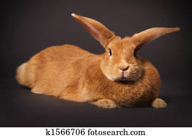 Rabbit Rabbit