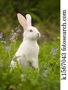 White Rabbit White Rabbit