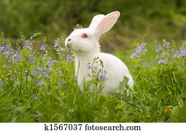 Albino Rabbit Photos | Our Top 339 Albino Rabbit Stock Images | Fotosearch