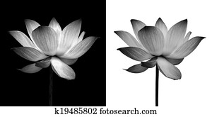 Abstract of Lotus Abstract of Lotus