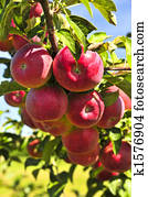 Apples on tree Apples on tree