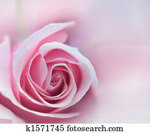 cor-de-rosa levantou-se, macro