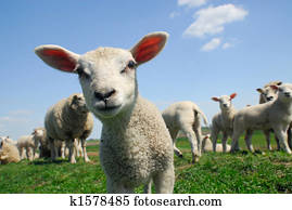 curious lamb in spring curious lamb in spring