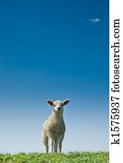 cute lamb cute lamb
