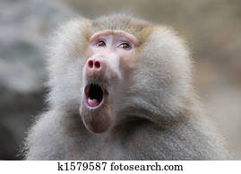 funny looking baboon funny looking baboon